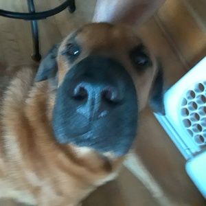 Meet your Posher, Lanora